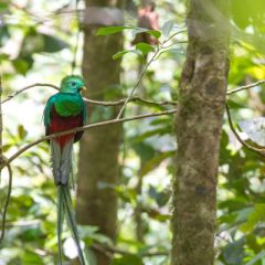 Bouwsteen Costa Rica: Spot de quetzal_vanVerre