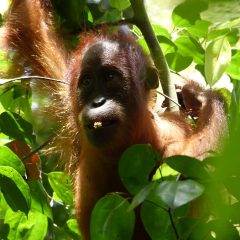 Bouwsteen Sumatra: Orang-oetans en Tobameer_vanVerre