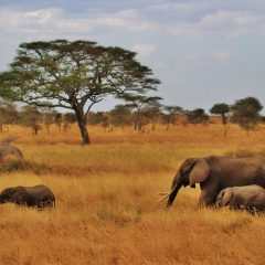 Bouwsteen Tanzania: Safari in Serengeti National Park_vanVerre