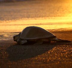 Schildpadden van het Tortuguero National Park
