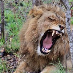 Safari Zuid-Afrika: Complete safarireis Zuid-Afrika per auto_vanVerre