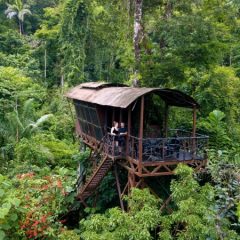Uit de veren in de Boca Tapada jungle