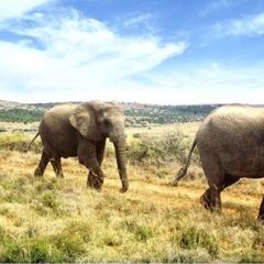 Safari Zuid-Afrika: Karoo en safari in Addo_vanVerre