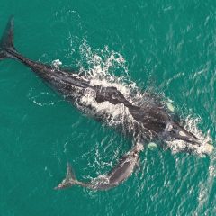 Hermanus: kajak tussen de walvissen