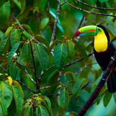 Rondreis COSTA RICA - 22 dagen; 'El Dorado' voor natuurliefhebbers_koningaap