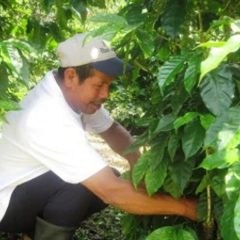 Matagalpa: Op het spoor van koffie