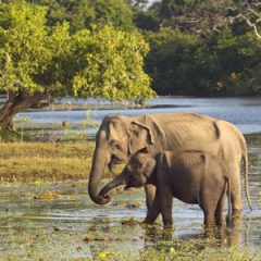 Groepsreis Sri Lanka; Tocht over een paradijselijk eiland