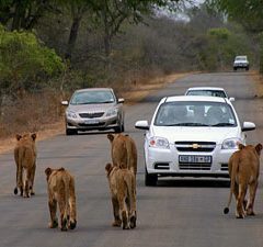 Selfdrive Safari in Kruger