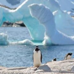 Groepsrondreis Antarctica_Sawadee
