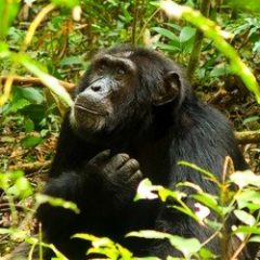 Groepsrondreis Uganda Natuur Plus Pop-Up_Sawadee