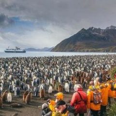 Groepsrondreis Antarctica en South Georgia - pinguinsafari_Sawadee
