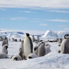 Groepsrondreis Antarctica - Snow Hill eiland_Sawadee