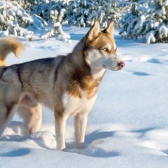 Groepsrondreis Lapland Winter - KylmÃ¤luoma_Sawadee