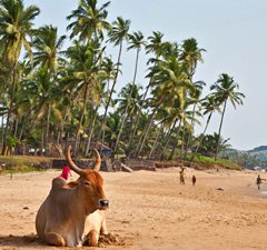 Exotische stranden van Goa